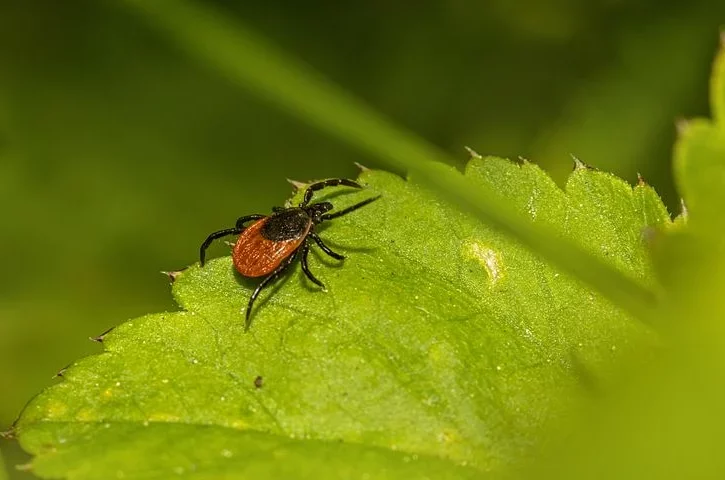 Klíšťata – praktické rady